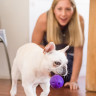 West Paw Zogoflex игрушка для собак мячик Rando 6 см фиолетовый