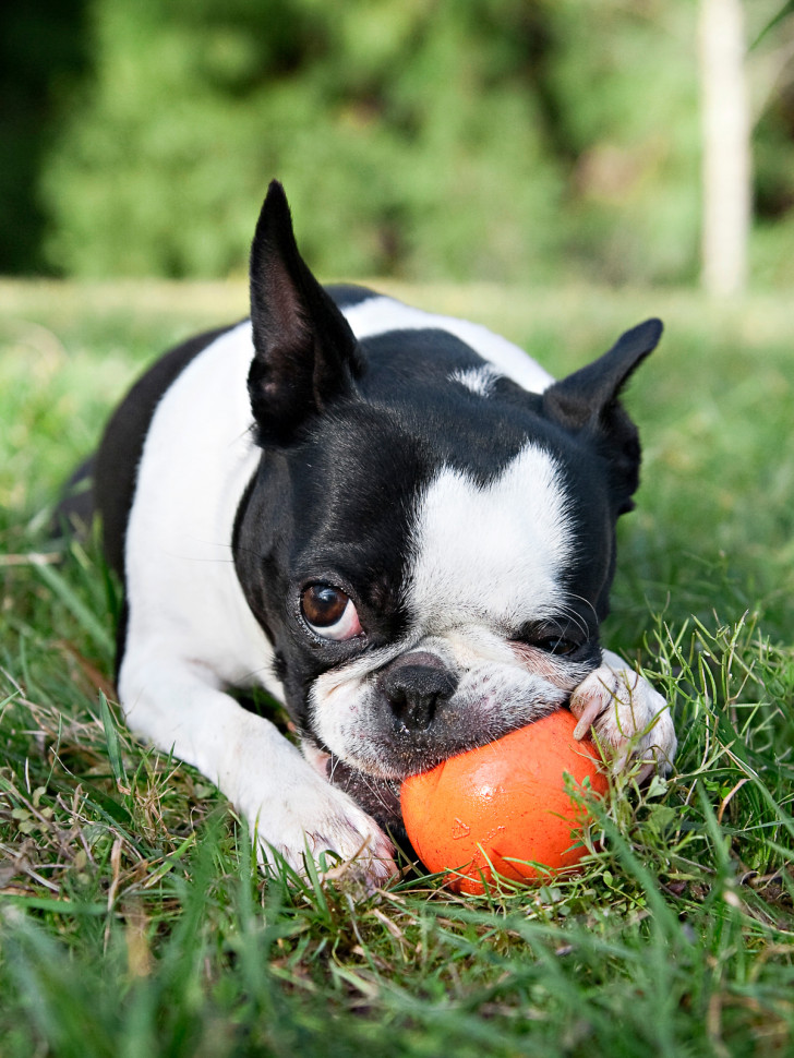 West Paw Zogoflex игрушка для собак мячик Rando 9 см оранжевый